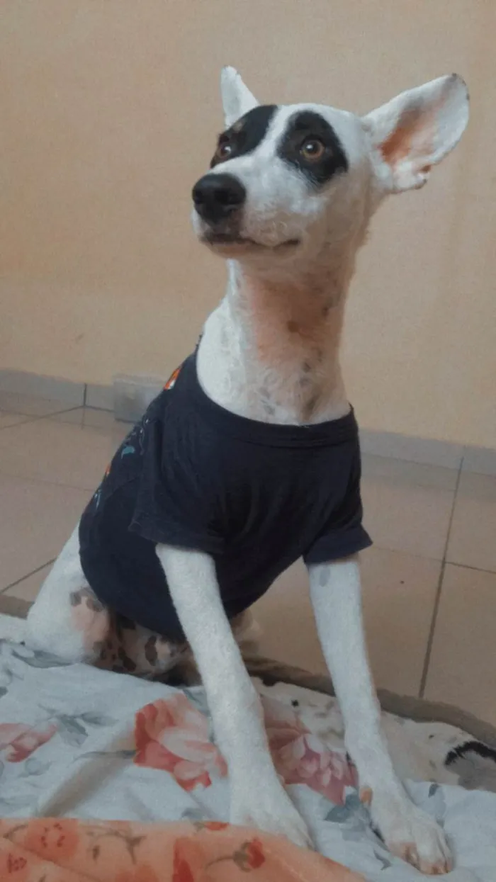 Cachorro ra a SRD-ViraLata idade 7 a 11 meses nome Pirata