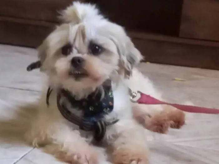 Cachorro ra a Shitzu idade 3 anos nome Jully