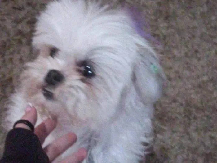 Cachorro ra a Shitzu idade 3 anos nome Jully