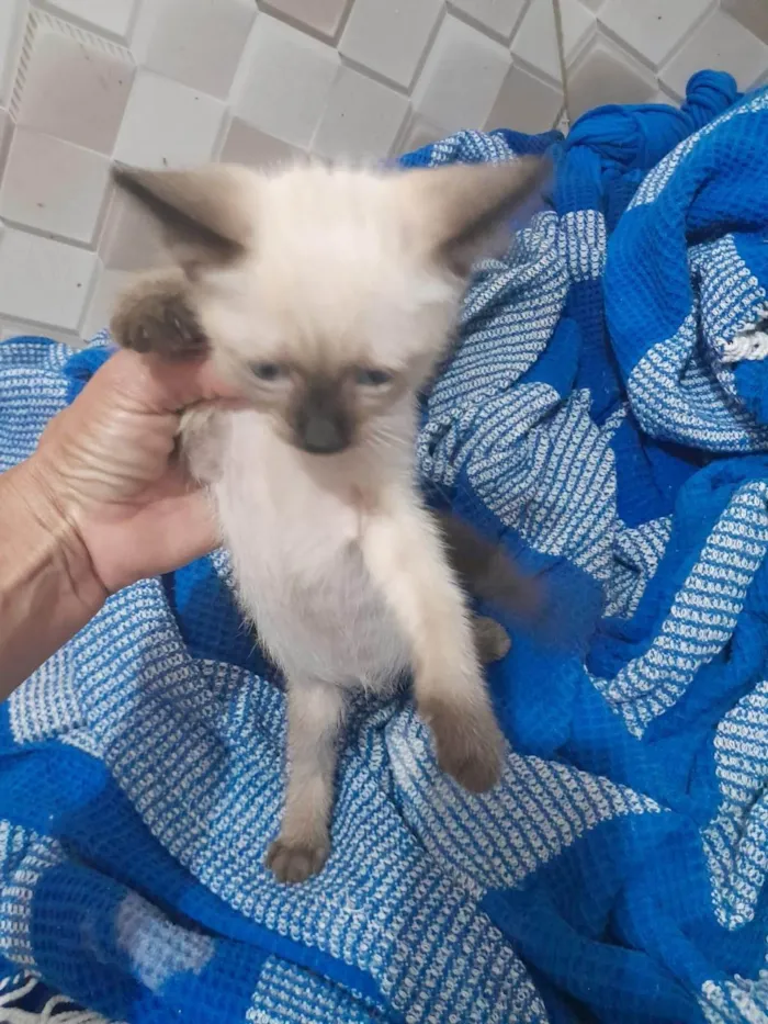 Gato ra a SRD-ViraLata idade 2 a 6 meses nome Gatinhos