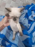 Gatinhos
