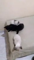 Gatinhos