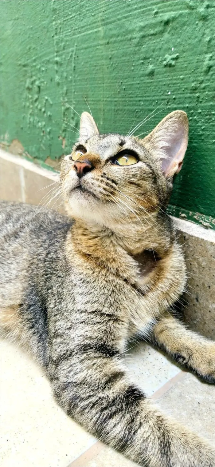 Gato ra a SRD-ViraLata idade 2 a 6 meses nome Bisnaguinha 