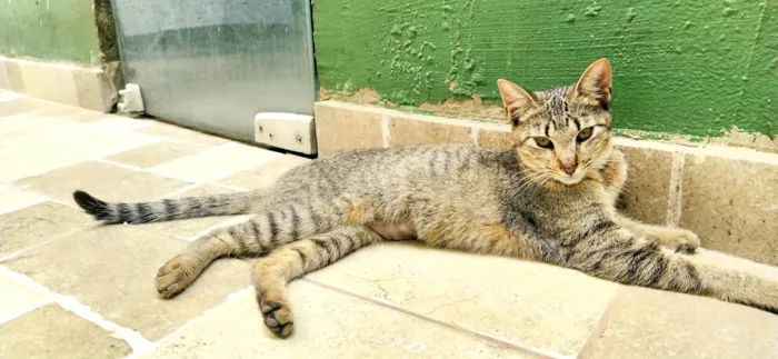 Gato ra a SRD-ViraLata idade 2 a 6 meses nome Bisnaguinha 