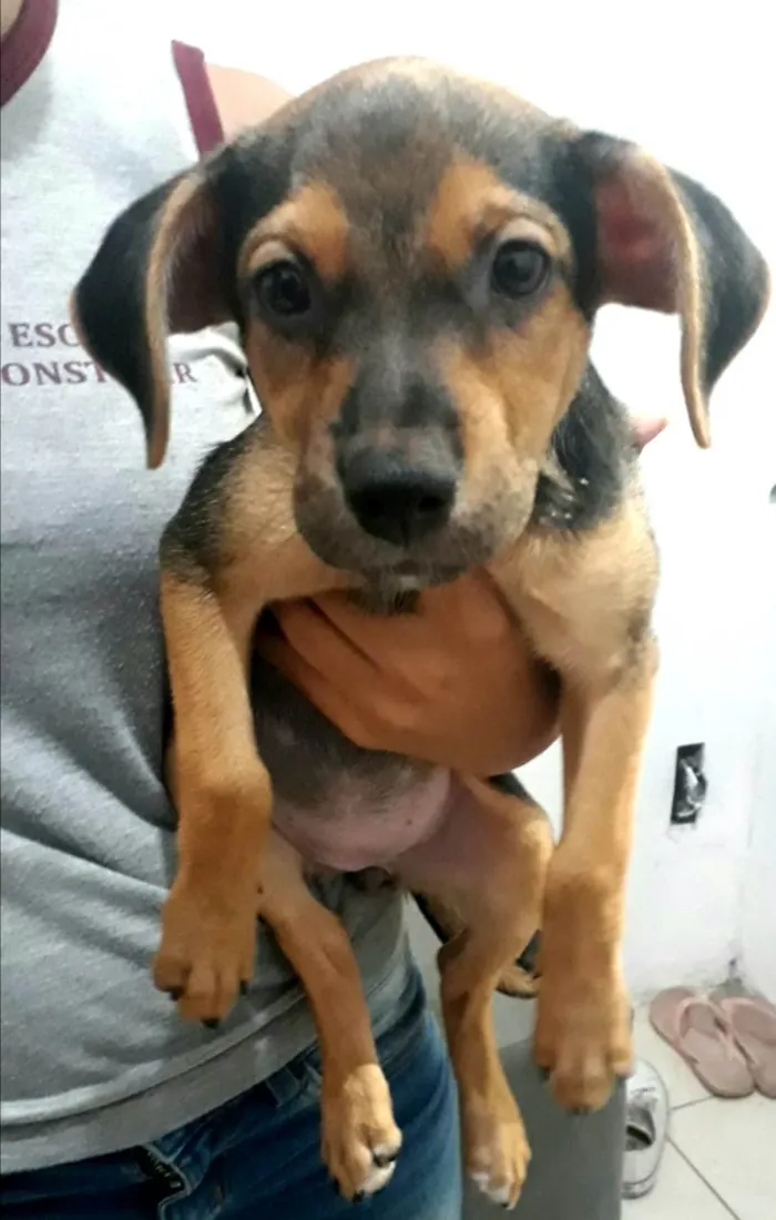 Cachorro raça Pinscher idade 2 a 6 meses nome Nina