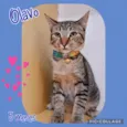 Gato raça Srd idade 2 a 6 meses nome Olavo