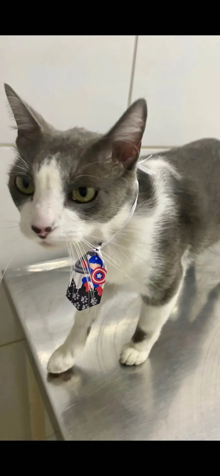 Gato raça Srd idade 3 anos nome Jack Tequila 