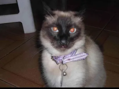 Gato raça Siamês  idade 6 ou mais anos nome Nina