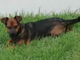 Bella