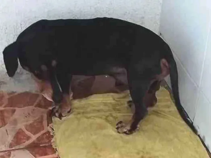 Cachorro ra a Basset-Cofap idade 5 anos nome Ralph