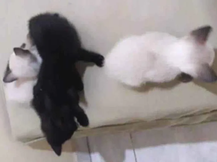 Gato ra a SRD-ViraLata idade 2 a 6 meses nome Gatinhos