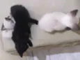 Gatinhos