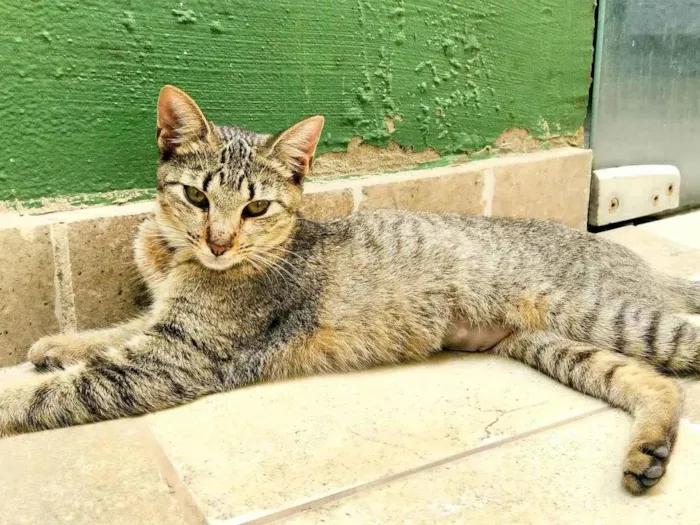 Gato ra a SRD-ViraLata idade 2 a 6 meses nome Bisnaguinha 