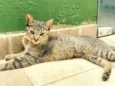 Bisnaguinha