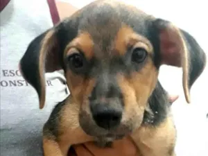 Cachorro raça Pinscher idade 2 a 6 meses nome Nina