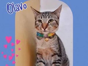 Gato raça Srd idade 2 a 6 meses nome Olavo
