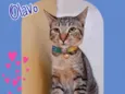 Gato raça Srd idade 2 a 6 meses nome Olavo