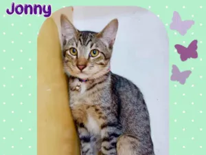 Gato raça Srd idade 2 a 6 meses nome Jonny