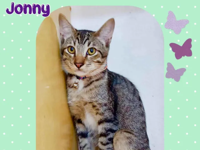 Gato raça Srd idade 2 a 6 meses nome Jonny