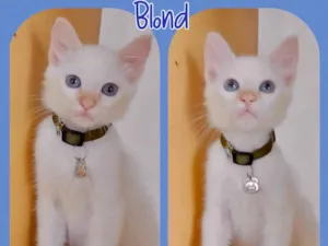Gato raça Srd idade 2 a 6 meses nome Blond