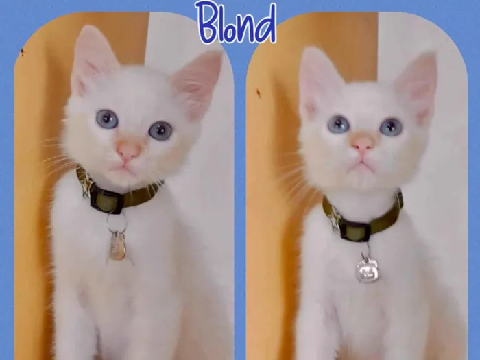 Gato raça Srd idade 2 a 6 meses nome Blond