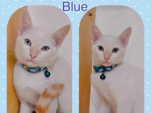 Gato raça Srd idade 2 a 6 meses nome Blue