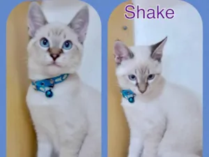 Gato raça Srd idade 2 a 6 meses nome Shake