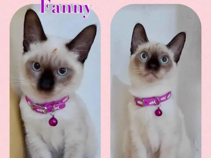 Gato raça Srd idade 2 a 6 meses nome Fanny