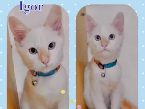 Gato raça Srd idade 2 a 6 meses nome Igor