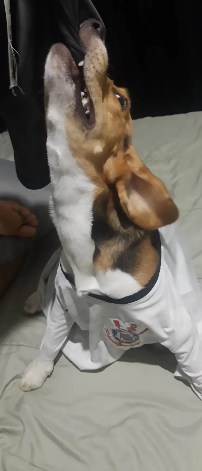 Cachorro ra a Beagle  idade 7 a 11 meses nome Luky