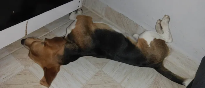 Cachorro ra a Beagle  idade 7 a 11 meses nome Luky