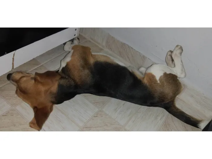 Cachorro ra a Beagle  idade 7 a 11 meses nome Luky