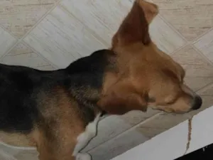 Cachorro raça Beagle  idade 7 a 11 meses nome Luky