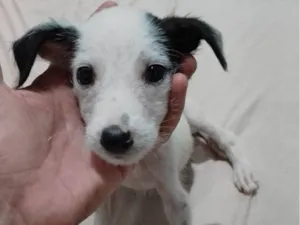 Cachorro raça SRD-ViraLata idade 2 a 6 meses nome Thor 