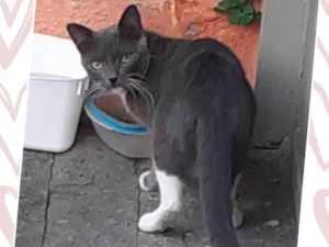 Gato raça SRD-ViraLata idade 2 a 6 meses nome Cinzinha
