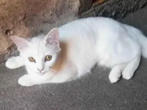 Gato raça Srd idade 2 a 6 meses nome Milly