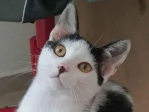 Gato raça SRD-ViraLata idade 2 a 6 meses nome Miklos