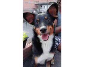 Cachorro raça SRD-ViraLata idade 6 ou mais anos nome Bethoven 