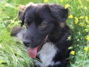 Cachorro raça Mestico  idade 7 a 11 meses nome Zeus 