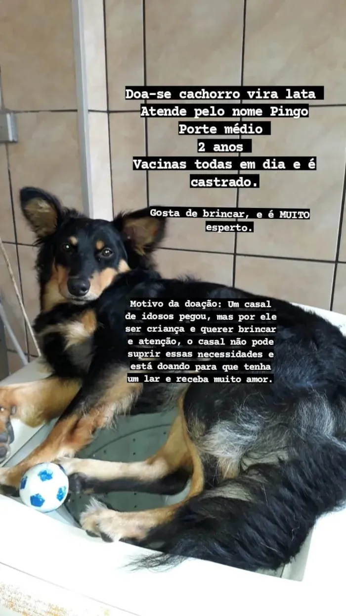 Cachorro ra a SRD-ViraLata idade 2 anos nome PINGO