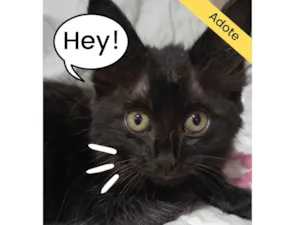 Gato raça SRD-ViraLata idade  nome Não tem nome ainda