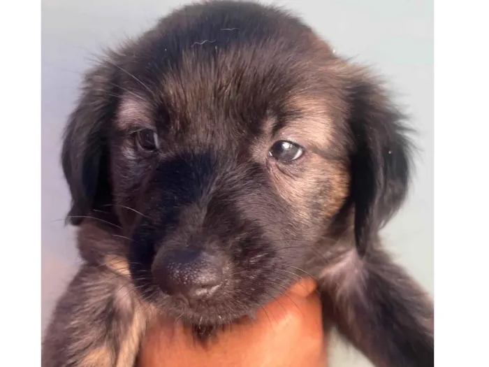 Cachorro raça SRD-ViraLata idade Abaixo de 2 meses nome Sem Nome 