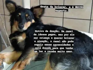 Cachorro raça SRD-ViraLata idade 2 anos nome PINGO