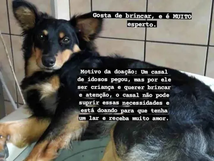 Cachorro ra a SRD-ViraLata idade 2 anos nome PINGO