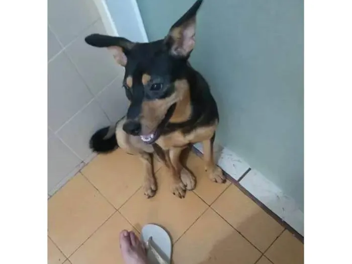 Cachorro ra a SRD-ViraLata idade  nome Pishilinga 