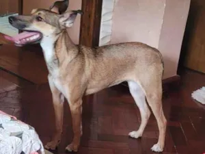 Cachorro raça SRD-ViraLata idade 7 a 11 meses nome Bambina