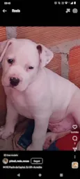 Albino