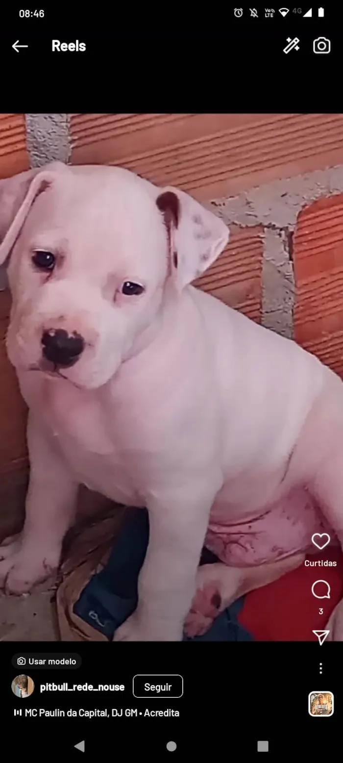 Cachorro ra a Pit-Bull idade 7 a 11 meses nome Albino