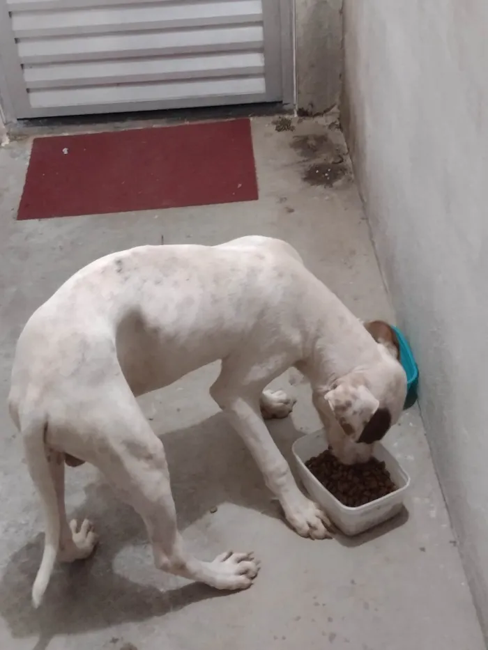 Cachorro ra a Pit-Bull idade 7 a 11 meses nome Albino