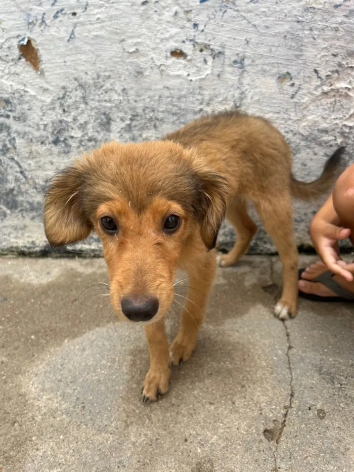 Cachorro ra a Vira lara  idade 7 a 11 meses nome Doação de cães 